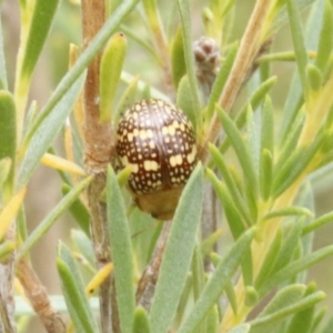 Paropsis pictipennis at O'Connor, ACT - 29 Dec 2016