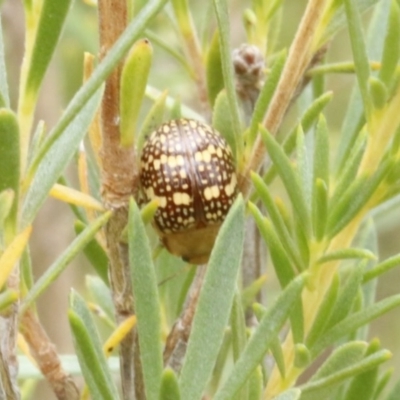 Paropsis pictipennis (Tea-tree button beetle) at Bruce Ridge - 29 Dec 2016 by ibaird