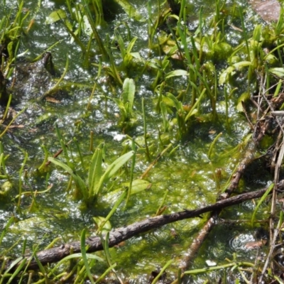 Spirogyra sp. (Green Algae) at Tennent, ACT - 19 Dec 2016 by KenT