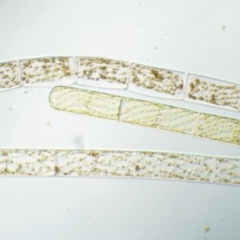 Spirogyra sp. at Tennent, ACT - 19 Dec 2016