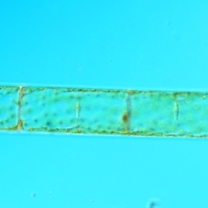 Spirogyra sp. at Tennent, ACT - 19 Dec 2016