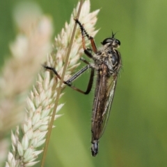 Dolopus rubrithorax (Large Brown Robber Fly) at Kowen Woodland - 21 Dec 2016 by KenT