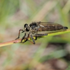 Dolopus rubrithorax at Kowen, ACT - 22 Dec 2016