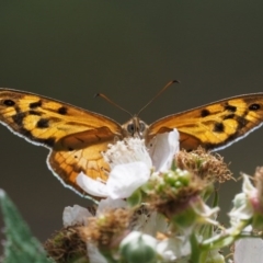 Heteronympha merope (Common Brown Butterfly) at Kowen, ACT - 22 Dec 2016 by KenT