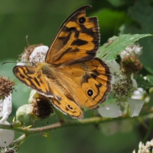 Heteronympha merope at Kowen, ACT - 22 Dec 2016 11:08 AM