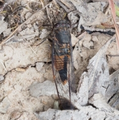 Yoyetta australicta (Southern Ticking Ambertail) at Kowen, ACT - 22 Dec 2016 by KenT