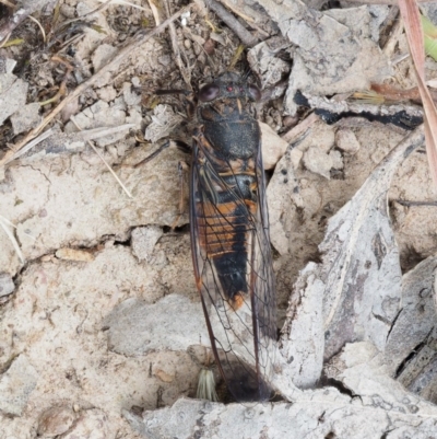 Yoyetta australicta (Southern Ticking Ambertail) at Kowen Woodland - 21 Dec 2016 by KenT