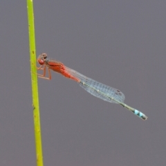 Xanthagrion erythroneurum (Red & Blue Damsel) at Kowen, ACT - 22 Dec 2016 by KenT