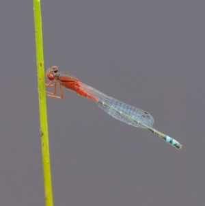 Xanthagrion erythroneurum at Kowen, ACT - 22 Dec 2016