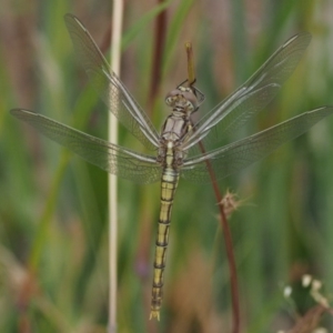 Orthetrum caledonicum at Kowen, ACT - 22 Dec 2016