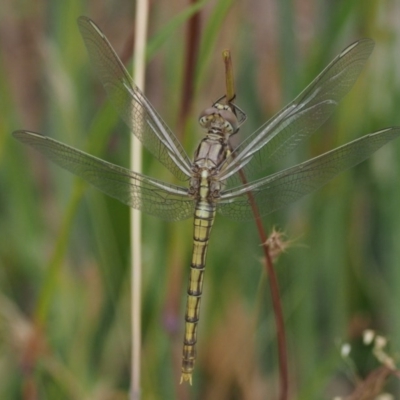 Orthetrum caledonicum (Blue Skimmer) at Kowen, ACT - 22 Dec 2016 by KenT