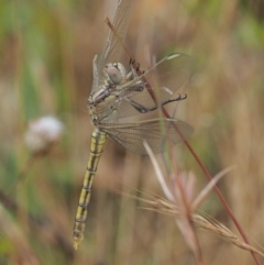 Orthetrum caledonicum at Kowen, ACT - 22 Dec 2016