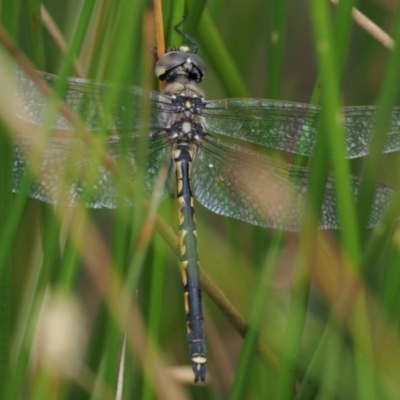 Hemicordulia tau (Tau Emerald) at Kowen Woodland - 22 Dec 2016 by KenT