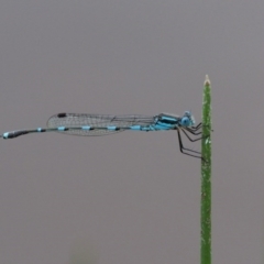 Austrolestes leda (Wandering Ringtail) at Kowen, ACT - 22 Dec 2016 by KenT