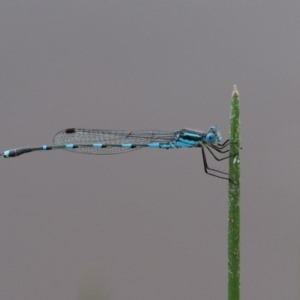 Austrolestes leda at Kowen, ACT - 22 Dec 2016 10:44 AM