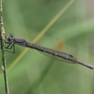 Austrolestes leda at Kowen, ACT - 22 Dec 2016 10:44 AM