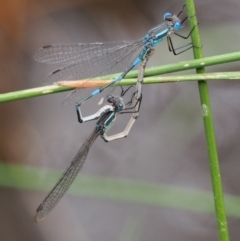 Austrolestes leda at Kowen, ACT - 22 Dec 2016 10:44 AM