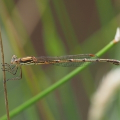 Austrolestes analis (Slender Ringtail) at Kowen Woodland - 21 Dec 2016 by KenT