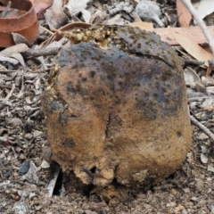 Pisolithus marmoratus (Horse Dung Fungus) at Kowen, ACT - 22 Dec 2016 by KenT