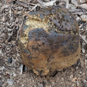 Pisolithus marmoratus at Kowen, ACT - 22 Dec 2016