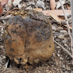 Pisolithus marmoratus at Kowen, ACT - 22 Dec 2016 08:54 AM