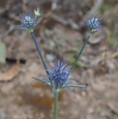 Eryngium ovinum (Blue Devil) at Kowen, ACT - 22 Dec 2016 by KenT