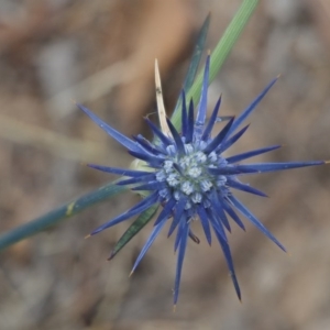 Eryngium ovinum at Kowen, ACT - 22 Dec 2016