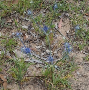 Eryngium ovinum at Kowen, ACT - 22 Dec 2016