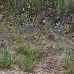 Eryngium ovinum at Kowen, ACT - 22 Dec 2016