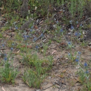 Eryngium ovinum at Kowen, ACT - 22 Dec 2016