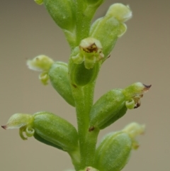 Microtis parviflora (Slender Onion Orchid) at Kowen, ACT - 21 Dec 2016 by KenT