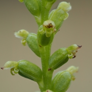 Microtis parviflora at Kowen, ACT - suppressed