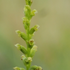 Microtis parviflora at Kowen, ACT - 22 Dec 2016