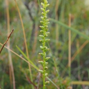 Microtis parviflora at Kowen, ACT - 22 Dec 2016