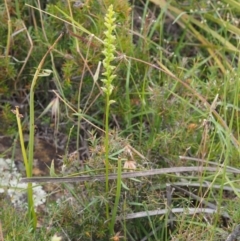 Microtis parviflora at Kowen, ACT - suppressed