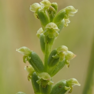 Microtis parviflora at Kowen, ACT - 22 Dec 2016