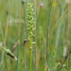 Microtis parviflora at Kowen, ACT - suppressed