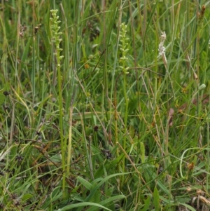 Microtis parviflora at Kowen, ACT - suppressed