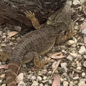 Pogona barbata at Bungendore, NSW - 2 Jan 2017