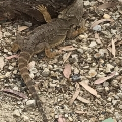 Pogona barbata at Bungendore, NSW - 2 Jan 2017