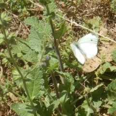 Pieris rapae (Cabbage White) at Cotter Reserve - 2 Jan 2017 by MichaelMulvaney