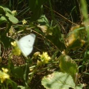 Pieris rapae at Stromlo, ACT - 2 Jan 2017