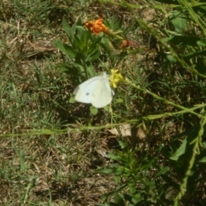 Pieris rapae at Stromlo, ACT - 2 Jan 2017