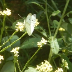 Pieris rapae at Stromlo, ACT - 2 Jan 2017