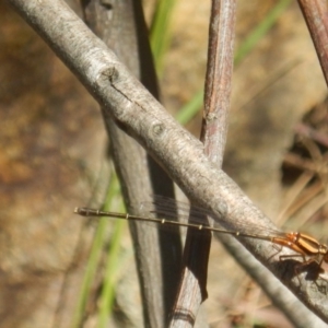 Nososticta solida at Stromlo, ACT - 2 Jan 2017 11:13 AM