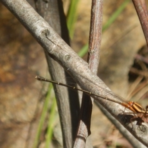 Nososticta solida at Stromlo, ACT - 2 Jan 2017 11:13 AM