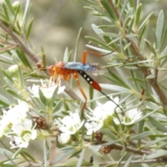 Lissopimpla excelsa (Orchid dupe wasp, Dusky-winged Ichneumonid) at O'Connor, ACT - 29 Dec 2016 by ibaird