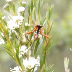 Lissopimpla excelsa at O'Connor, ACT - 29 Dec 2016