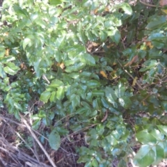 Berberis aquifolium (Oregon Grape) at Stromlo, ACT - 2 Jan 2017 by MichaelMulvaney