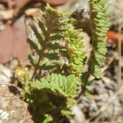 Cheilanthes distans (Bristly Cloak Fern) at Stromlo, ACT - 2 Jan 2017 by MichaelMulvaney